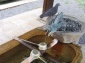 Pigeon 15 aa